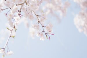 春の桜が咲く美しい風景