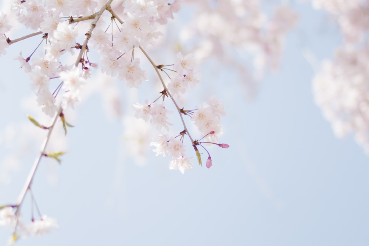 春の桜が咲く美しい風景