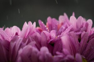 梅雨 紫陽花 雨の雫