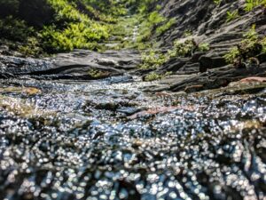 森を流れる清らかな川の風景