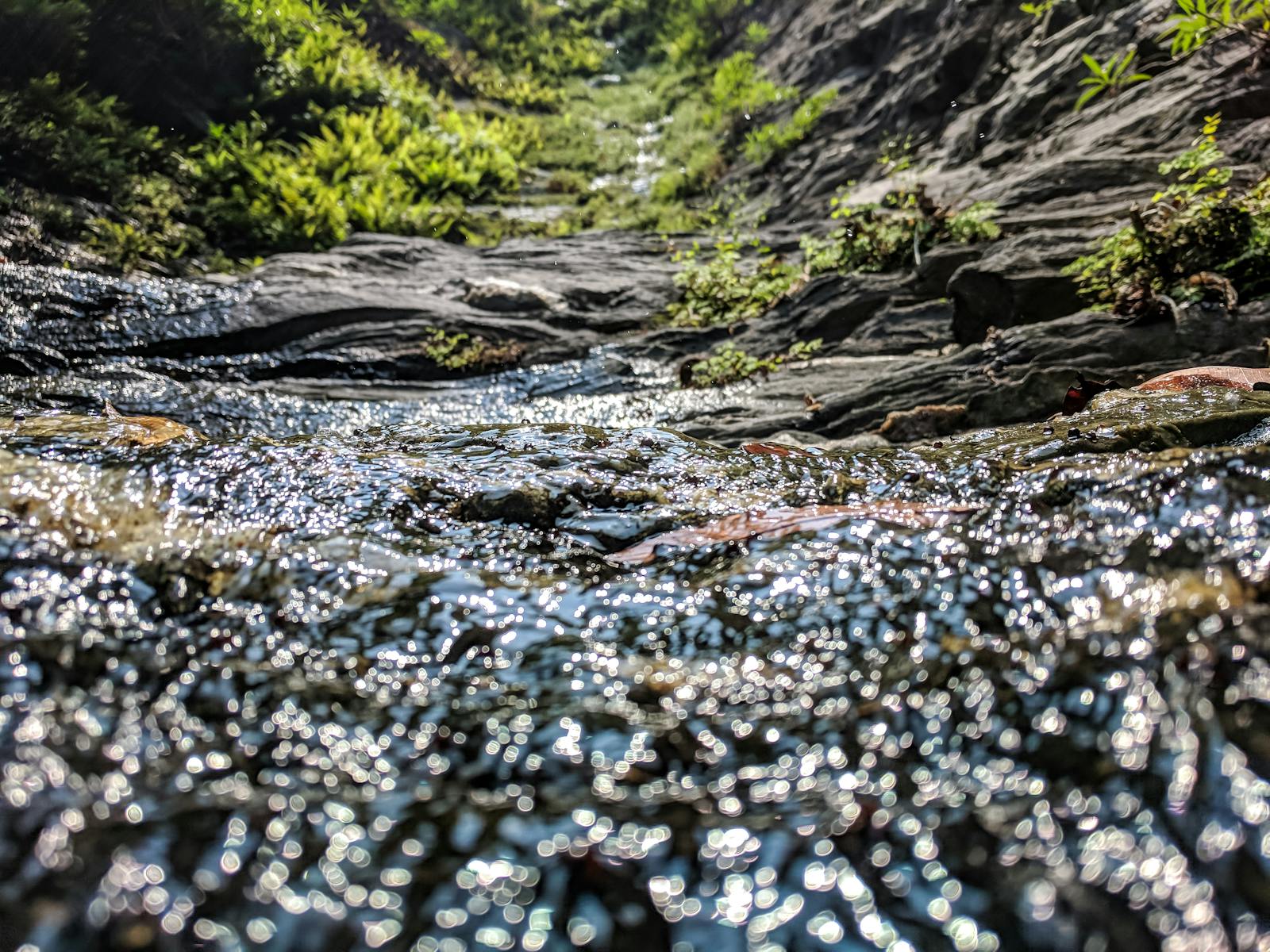 森を流れる清らかな川の風景
