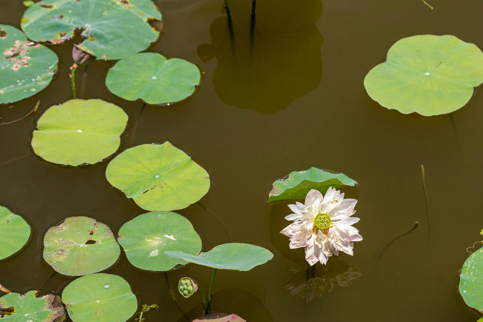 蓮の花と緑の葉が水面に咲く